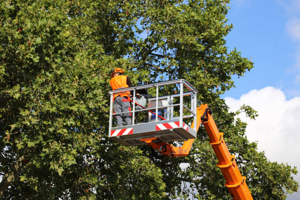 How Our Tree Care Process Works  in Key Biscayne, FL